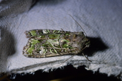 Ichneutica chlorodonta