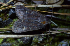 Ichneutica agorastis