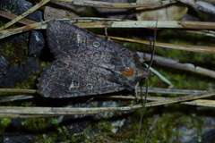 Ichneutica agorastis