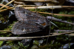 Ichneutica agorastis