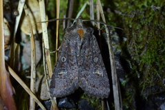 Ichneutica agorastis