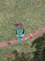 Halcyon senegalensis