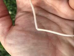 Conocybe apala albipes