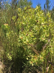 Leucadendron pubibracteolatum