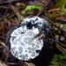 Leucangium carthusianum - Photo (c) chickenofthewoods, algunos derechos reservados (CC BY-NC)