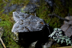 Physetica longstaffi