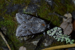 Physetica longstaffi