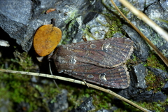 Ichneutica agorastis