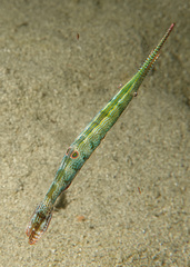 Tozeuma pavoninum