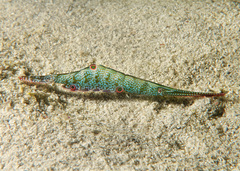 Tozeuma pavoninum