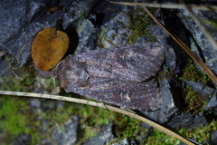 Ichneutica agorastis