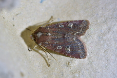 Ichneutica agorastis
