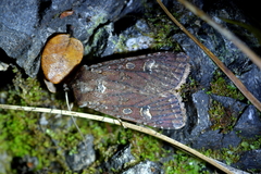 Ichneutica agorastis