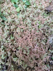 Selaginella uncinata