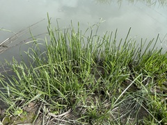 Cyperus malaccensis monophyllus