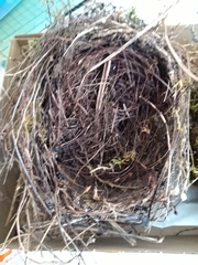 Aves