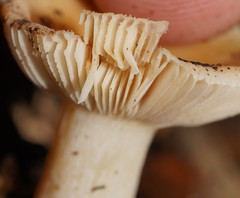 Russula neerimea