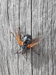 Chetogaster violacea-viridis