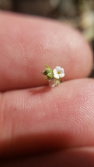 Pectocarya recurvata