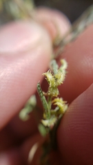 Pectocarya recurvata