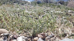 Pectocarya recurvata