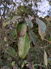 Cornus kousa chinensis