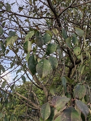 Cornus kousa chinensis
