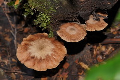 Armillaria hinnulea