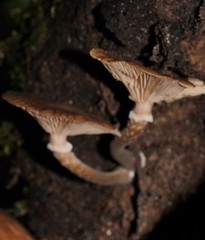 Armillaria hinnulea