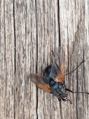 Chetogaster violacea-viridis