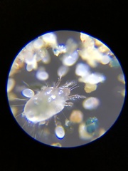 Acaridae