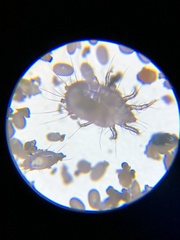 Acaridae