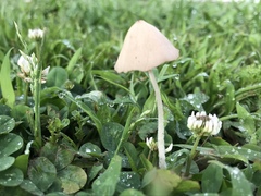Conocybe apala albipes