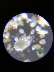 Acaridae