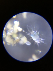 Acaridae