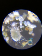 Acaridae