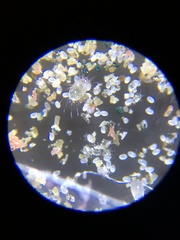 Acaridae