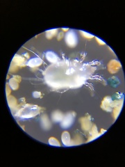 Acaridae