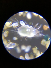 Acaridae