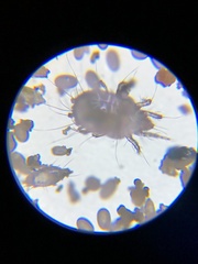 Acaridae
