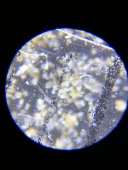 Acaridae