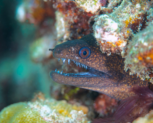 Abbott's eel (Gymnothorax eurostus) — Muraenidae — 2