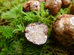 Tuber oregonense