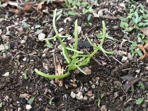 Giant Coreopsis seedling