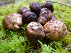Tuber oregonense