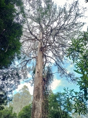 Eucalyptus regnans