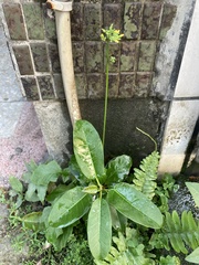 Youngia japonica