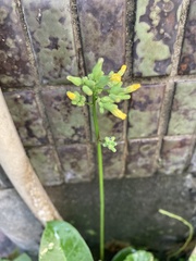 Youngia japonica