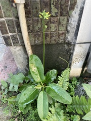 Youngia japonica