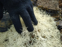 Usnea contexta